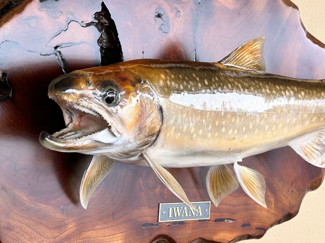 ITO.CRAFT イワナ剥製