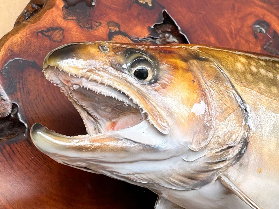 ITO.CRAFT イワナ剥製