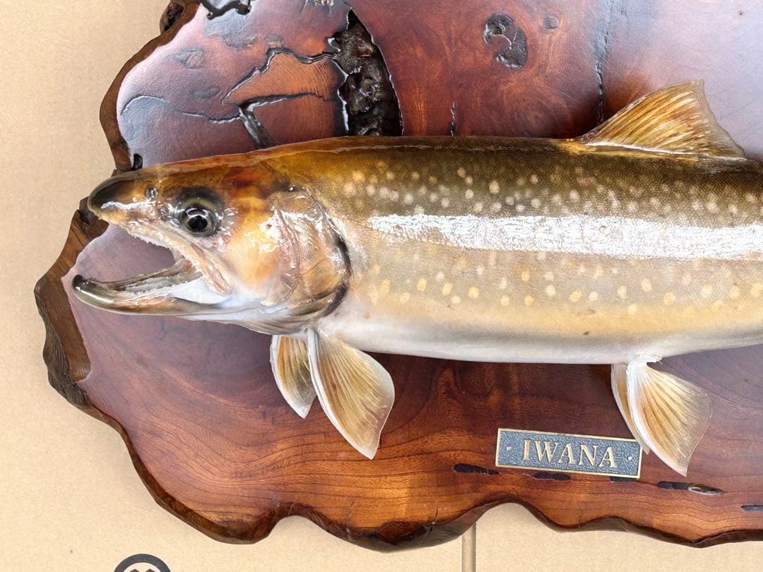 ITO.CRAFT イワナ剥製