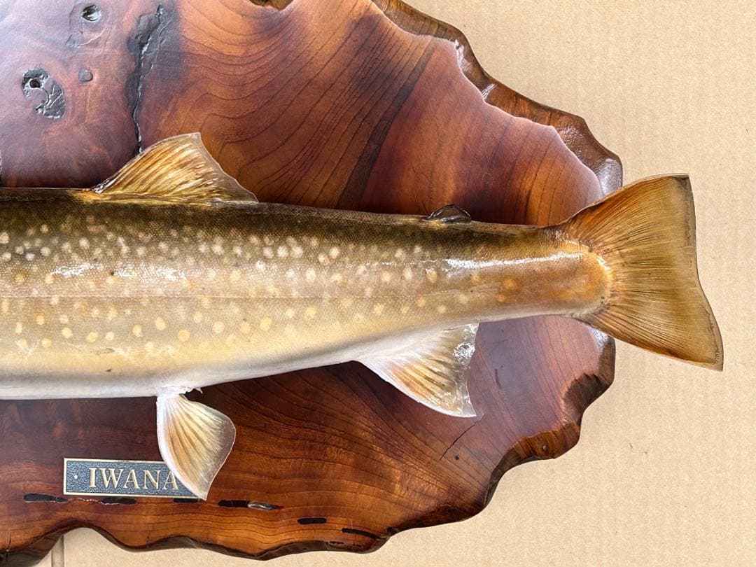 ITO.CRAFT イワナ剥製
