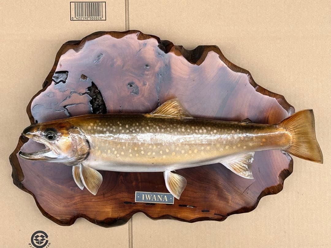 ITO.CRAFT イワナ剥製