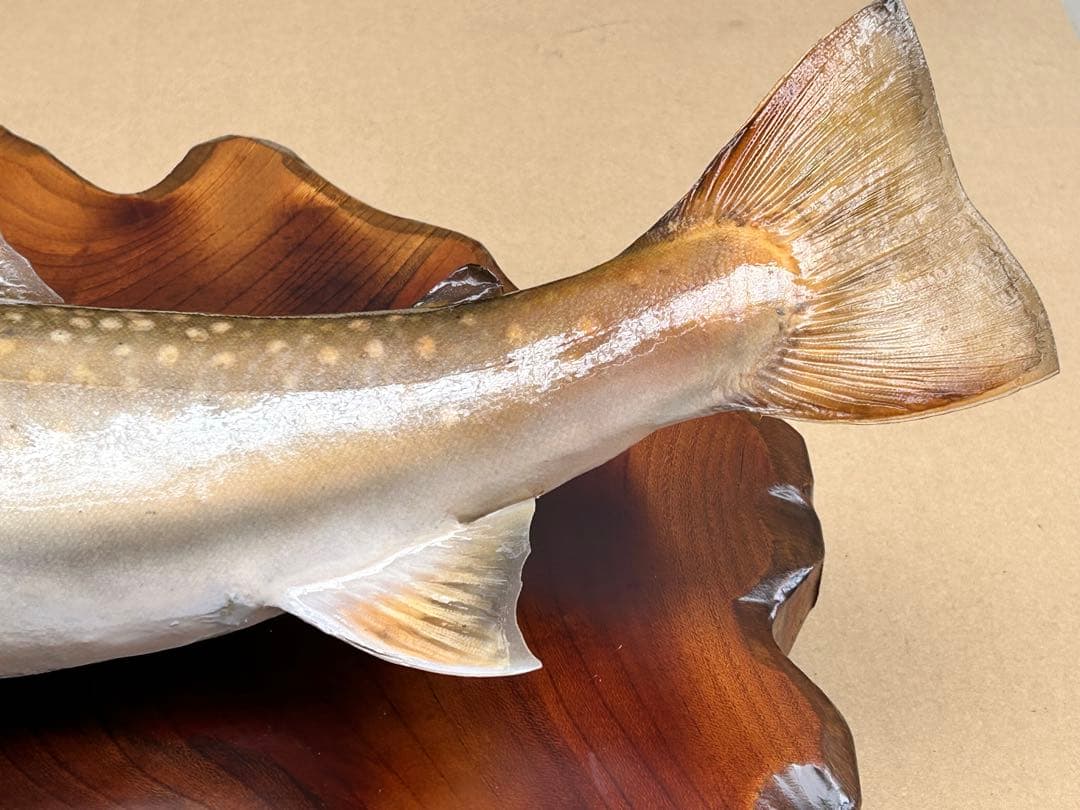 ITO.CRAFT イワナ剥製