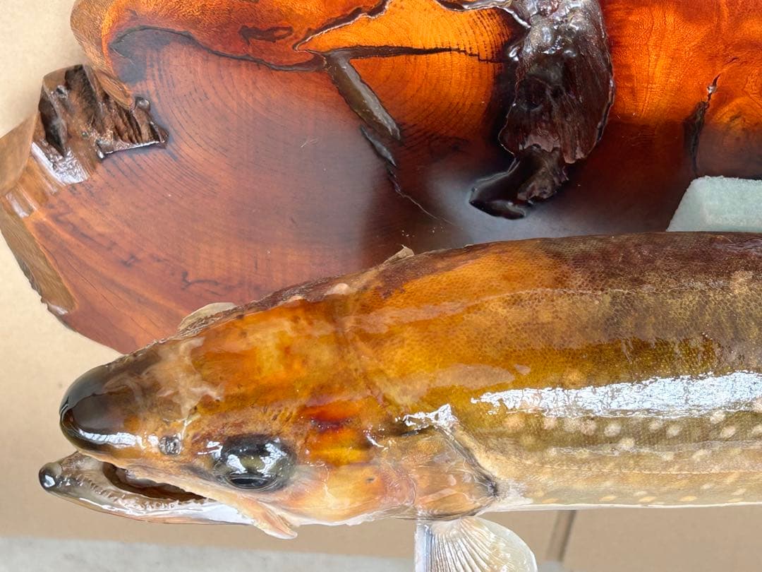 ITO.CRAFT イワナ剥製