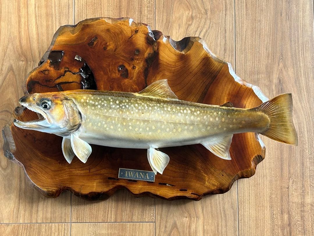 ITO.CRAFT イワナ剥製