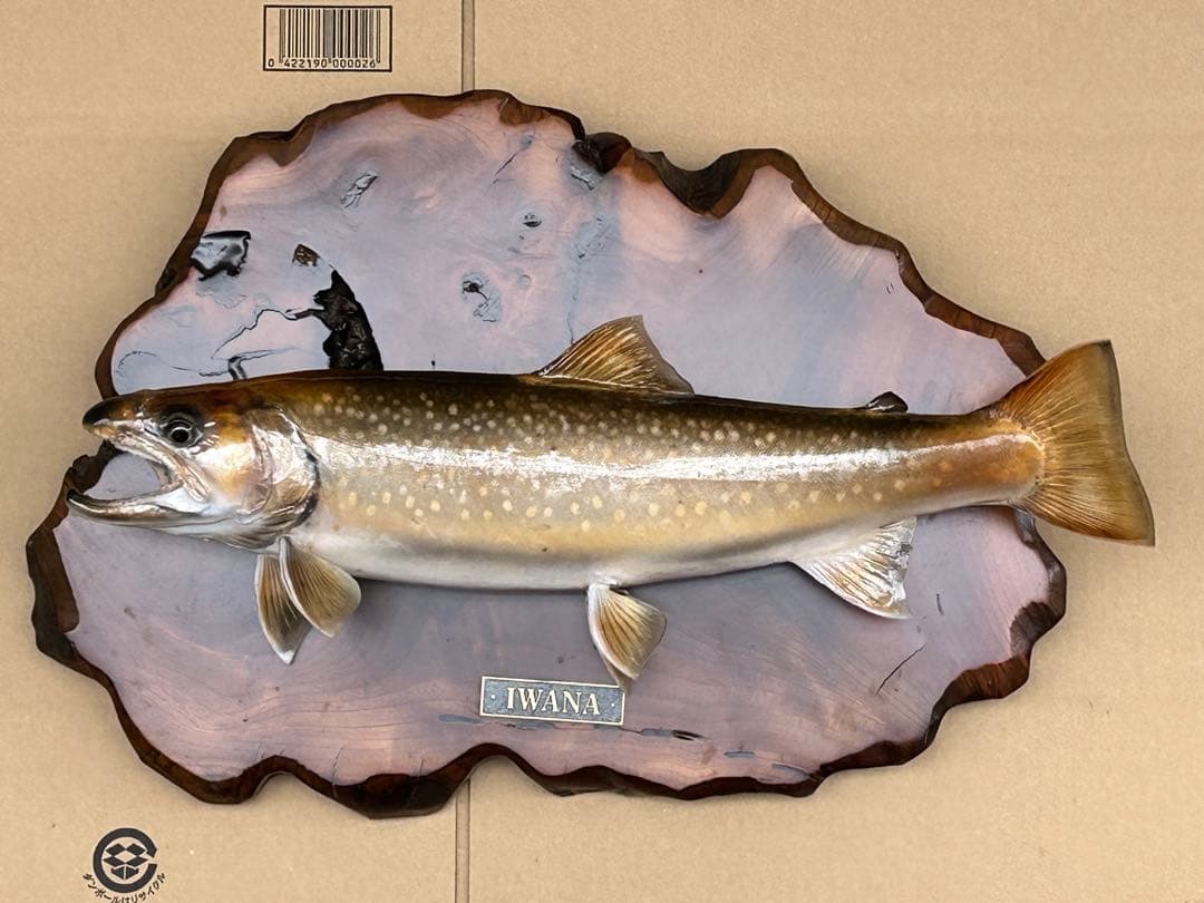 ITO.CRAFT イワナ剥製