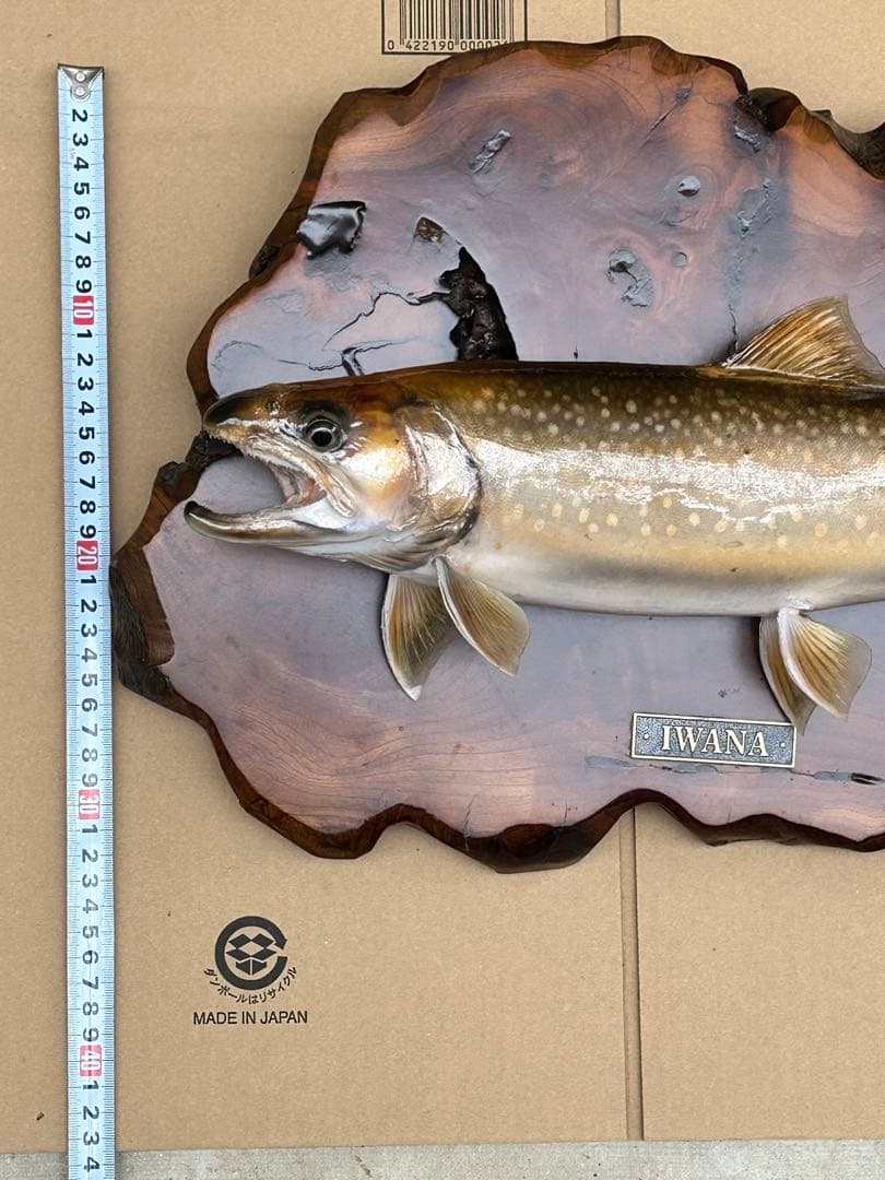 ITO.CRAFT イワナ剥製