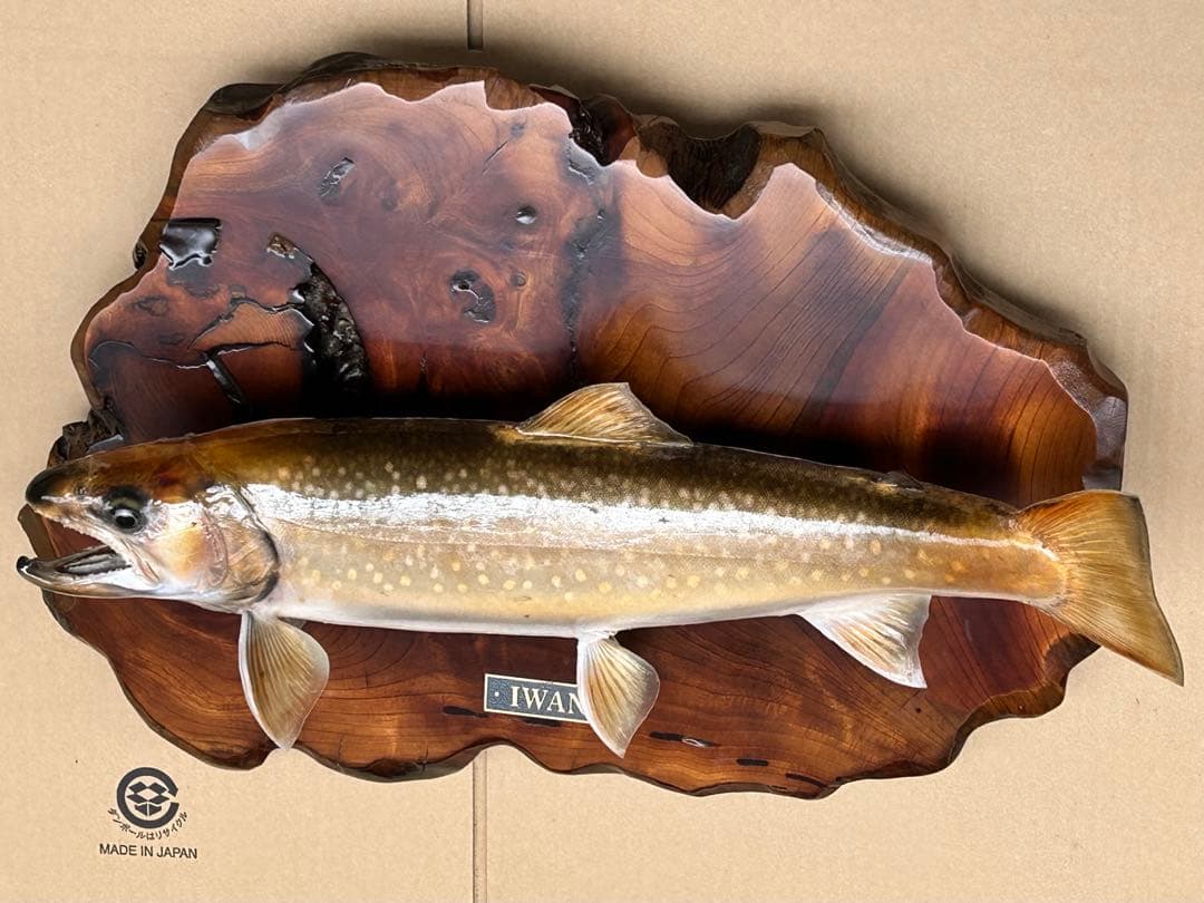 ITO.CRAFT イワナ剥製