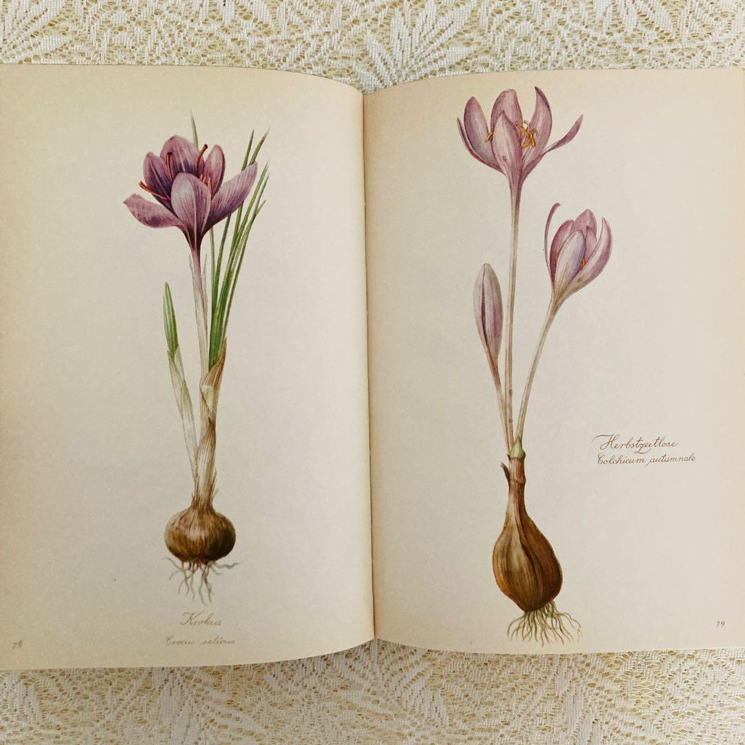 希少なヴィンテージ植物図鑑2巻セット　繊細で美しい植物画300点　洋書・古書