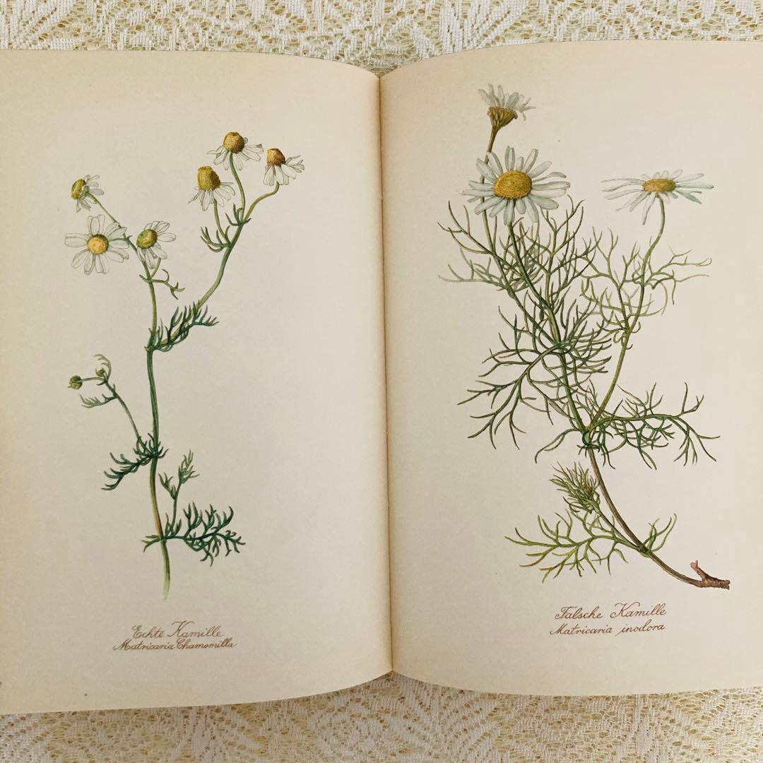 希少なヴィンテージ植物図鑑2巻セット　繊細で美しい植物画300点　洋書・古書