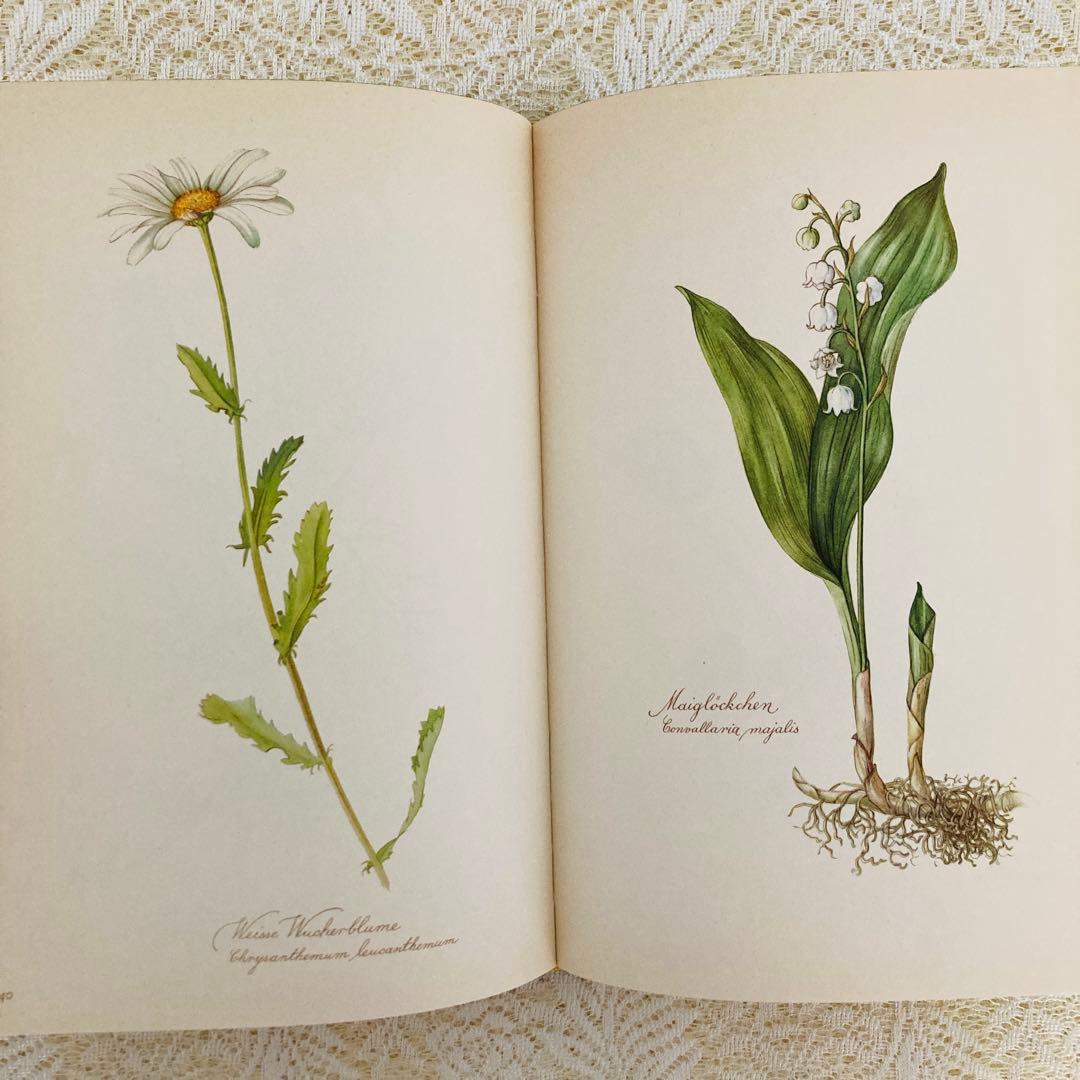 希少なヴィンテージ植物図鑑2巻セット　繊細で美しい植物画300点　洋書・古書