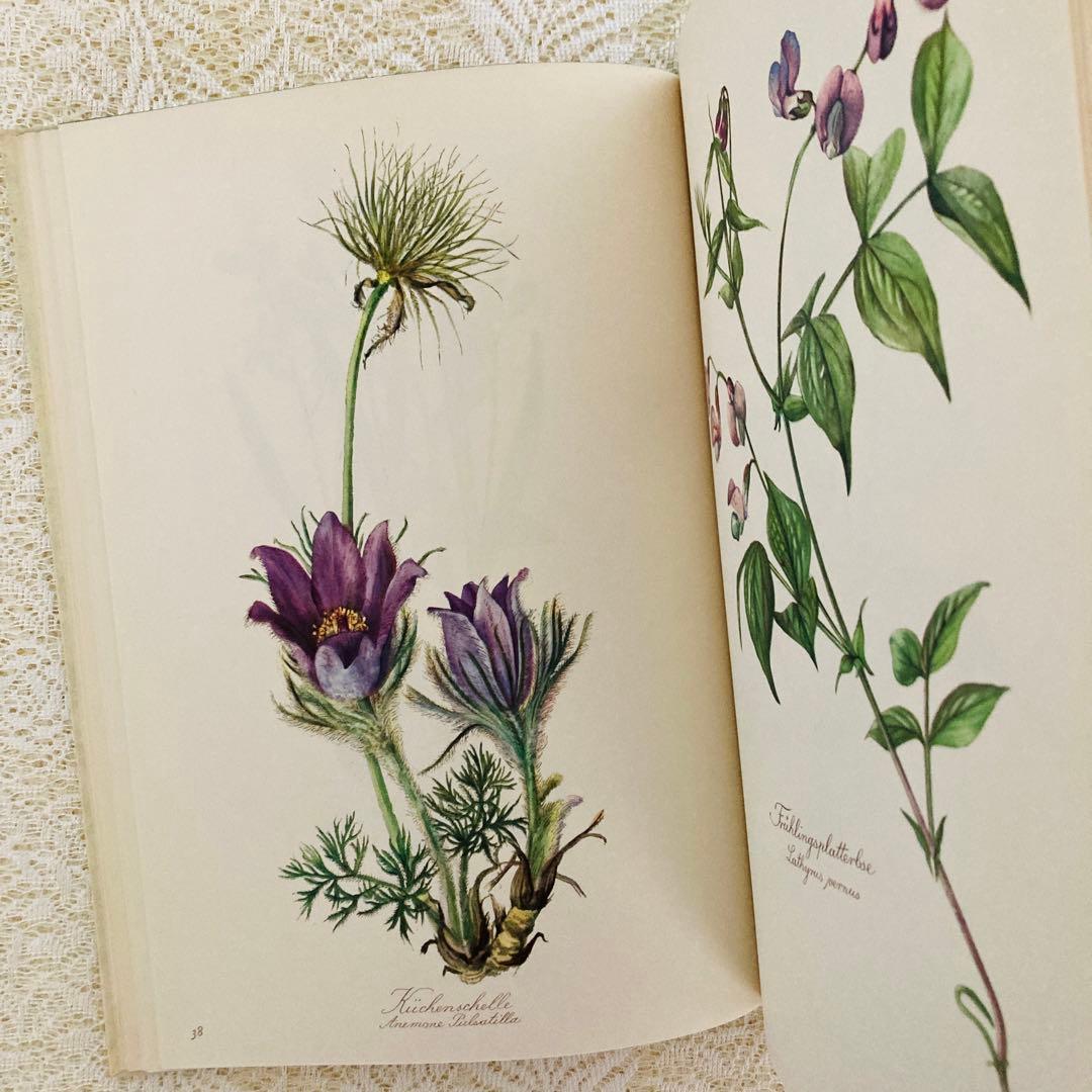 希少なヴィンテージ植物図鑑2巻セット　繊細で美しい植物画300点　洋書・古書