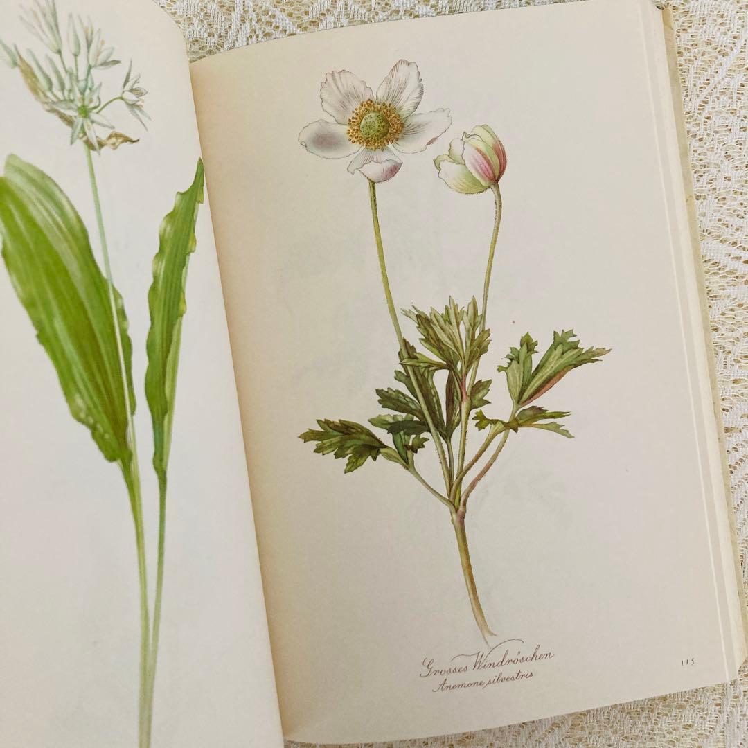 希少なヴィンテージ植物図鑑2巻セット　繊細で美しい植物画300点　洋書・古書