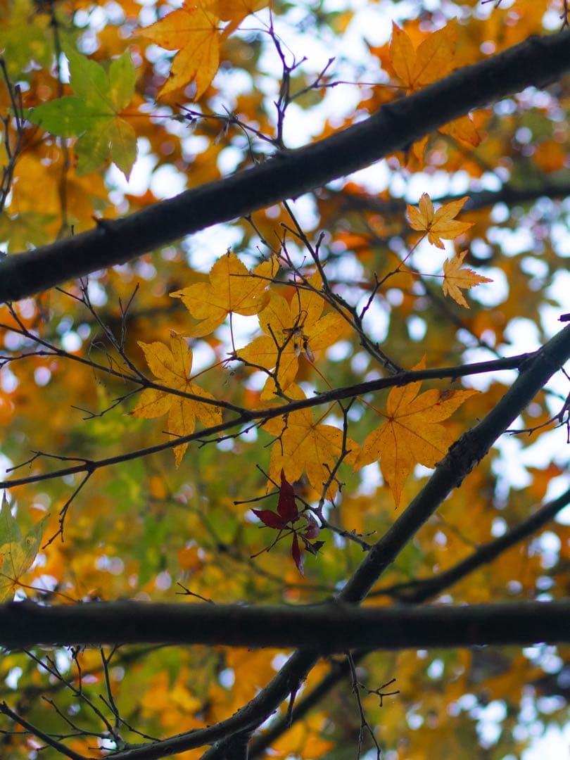 Canon 50mm f/1.8 STM 単焦点レンズ