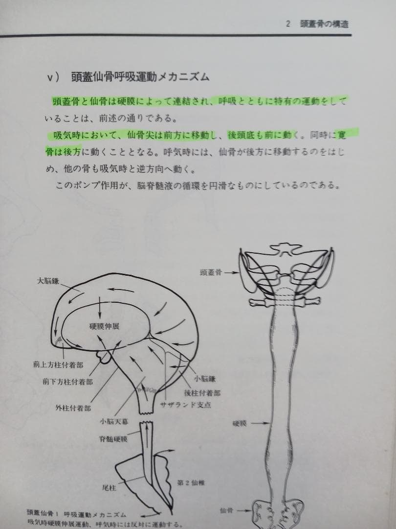 頭蓋骨調整法の診断とテクニック