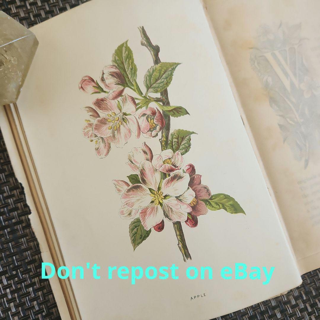 植物図鑑　洋書　ボタニカルアート　アンティーク　リトグラフ　27