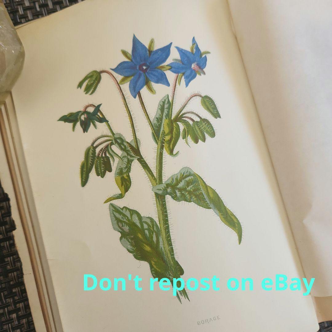 植物図鑑　洋書　ボタニカルアート　アンティーク　リトグラフ　27