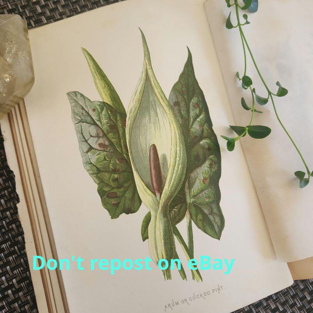 植物図鑑　洋書　ボタニカルアート　アンティーク　リトグラフ　27