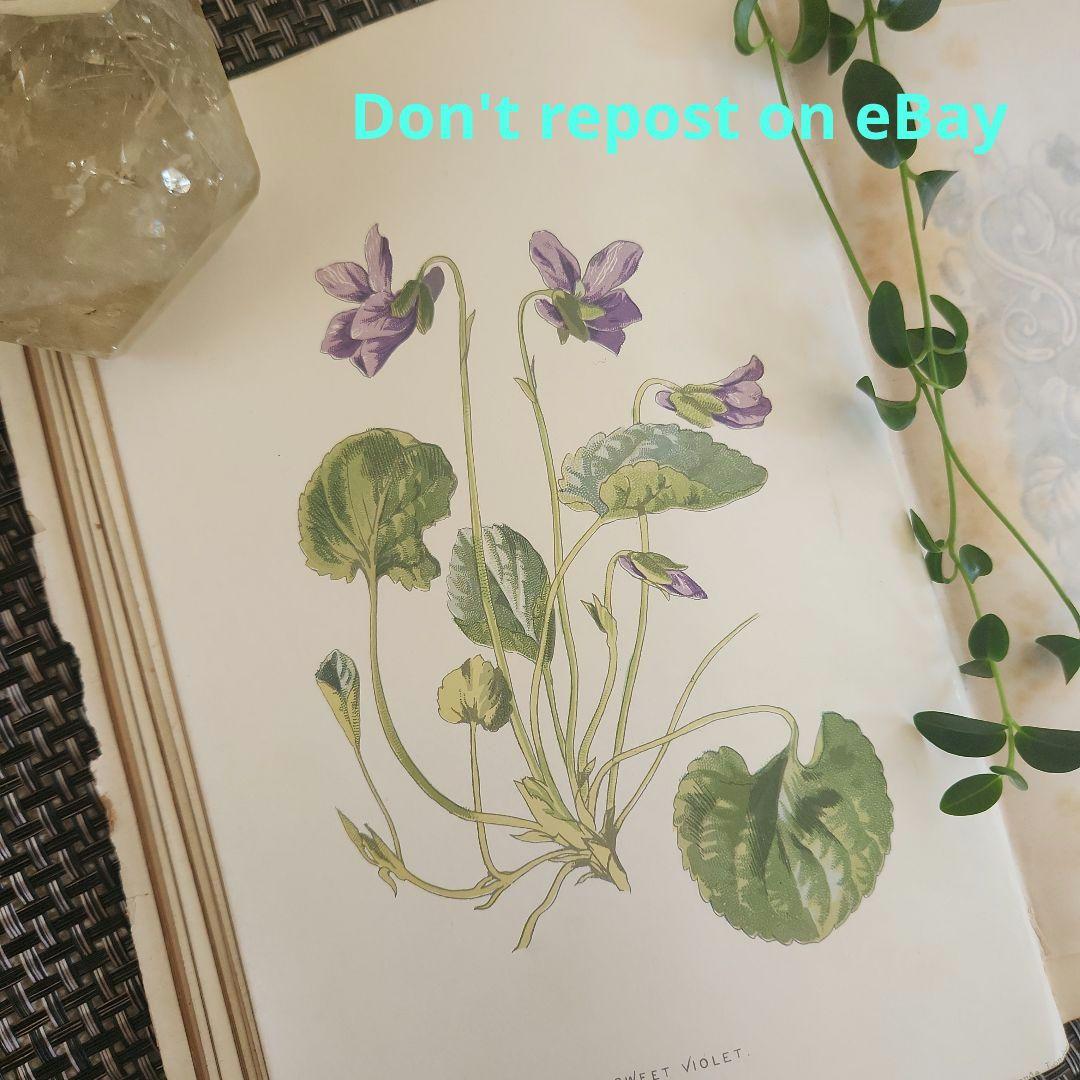 植物図鑑　洋書　ボタニカルアート　アンティーク　リトグラフ　27