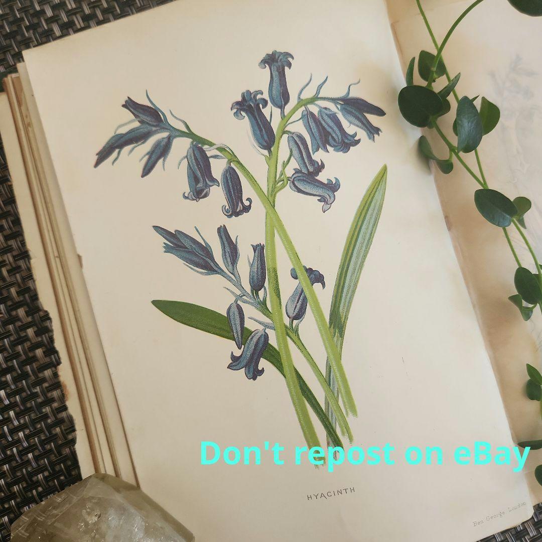 植物図鑑　洋書　ボタニカルアート　アンティーク　リトグラフ　27