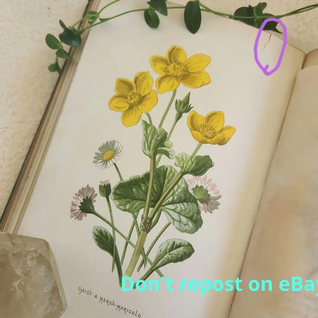 植物図鑑　洋書　ボタニカルアート　アンティーク　リトグラフ　27