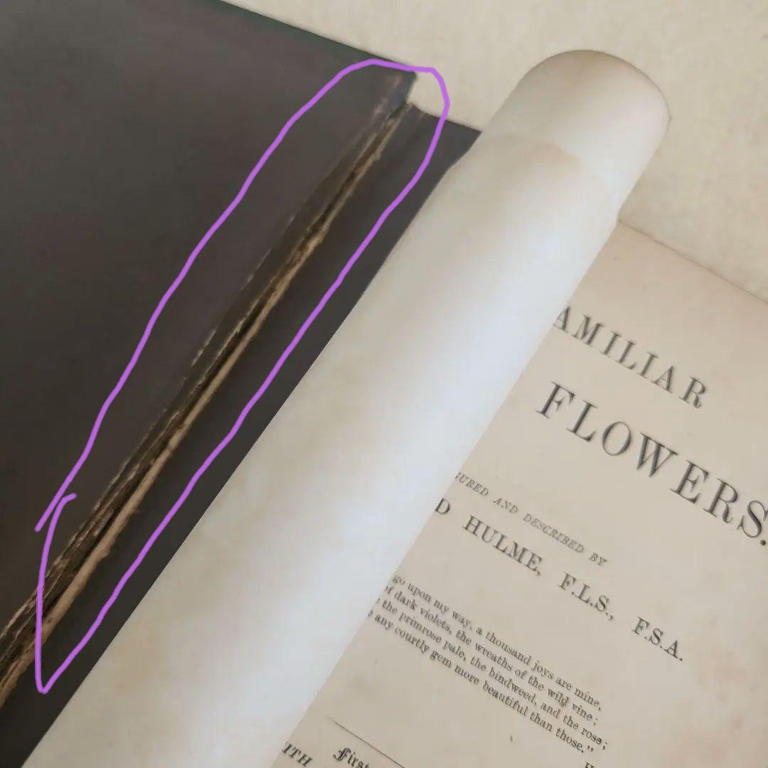 植物図鑑　洋書　ボタニカルアート　アンティーク　リトグラフ　27