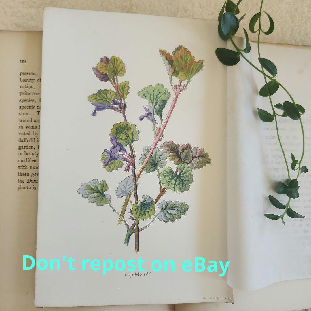 植物図鑑　洋書　ボタニカルアート　アンティーク　リトグラフ　27