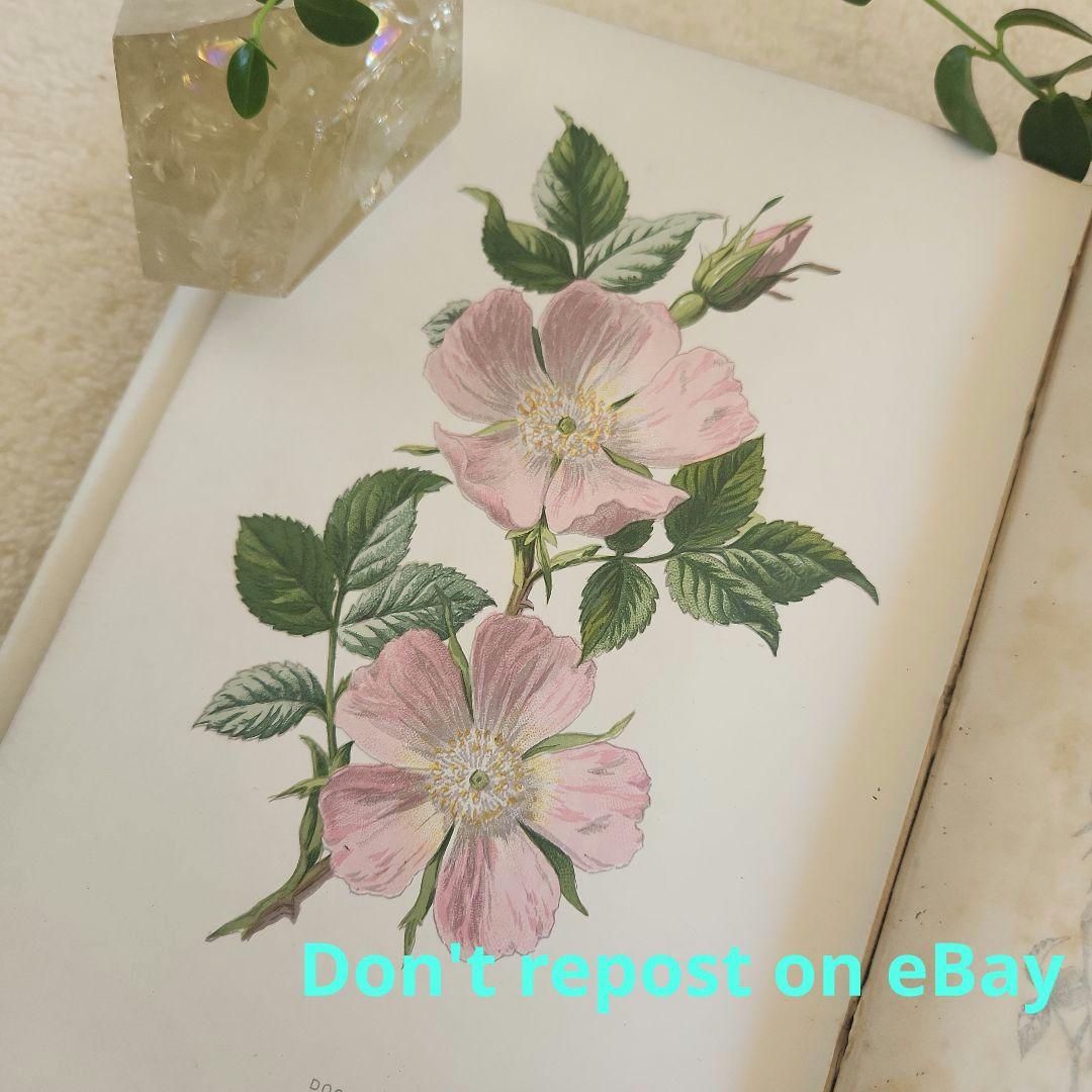 植物図鑑　洋書　ボタニカルアート　アンティーク　リトグラフ　27