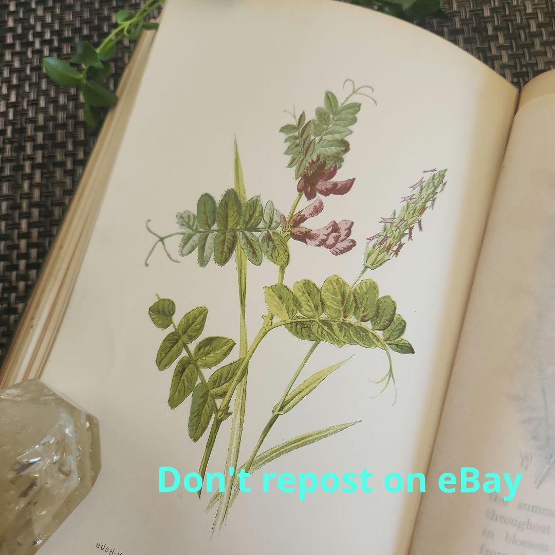 植物図鑑　洋書　ボタニカルアート　アンティーク　リトグラフ　27