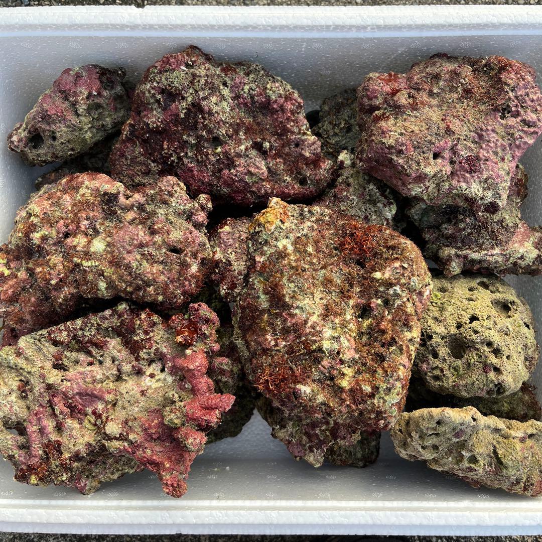 天然ライブロック　ポークカツレツ