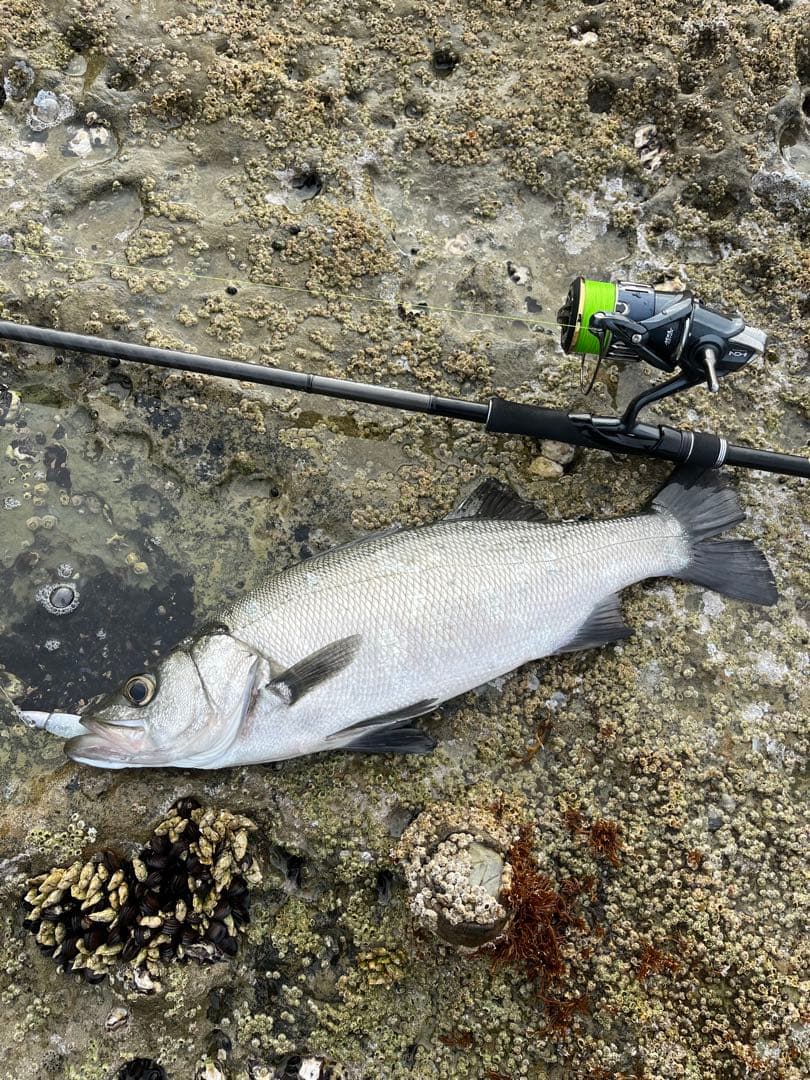 18ディアルーナ 106mh シマノ