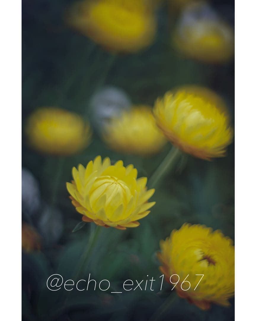 宝石レンズ_Super_Takumar_前期型　55mm_f1.8_am