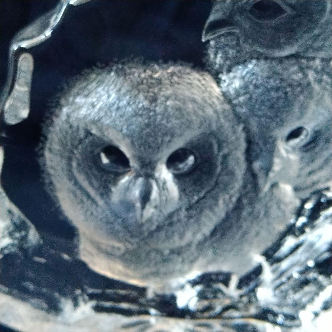 マッツ・ジョナサン『三羽のフクロウ』