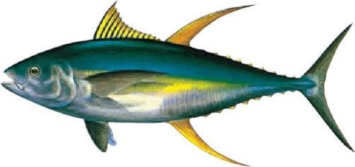 オリジナルシャツ