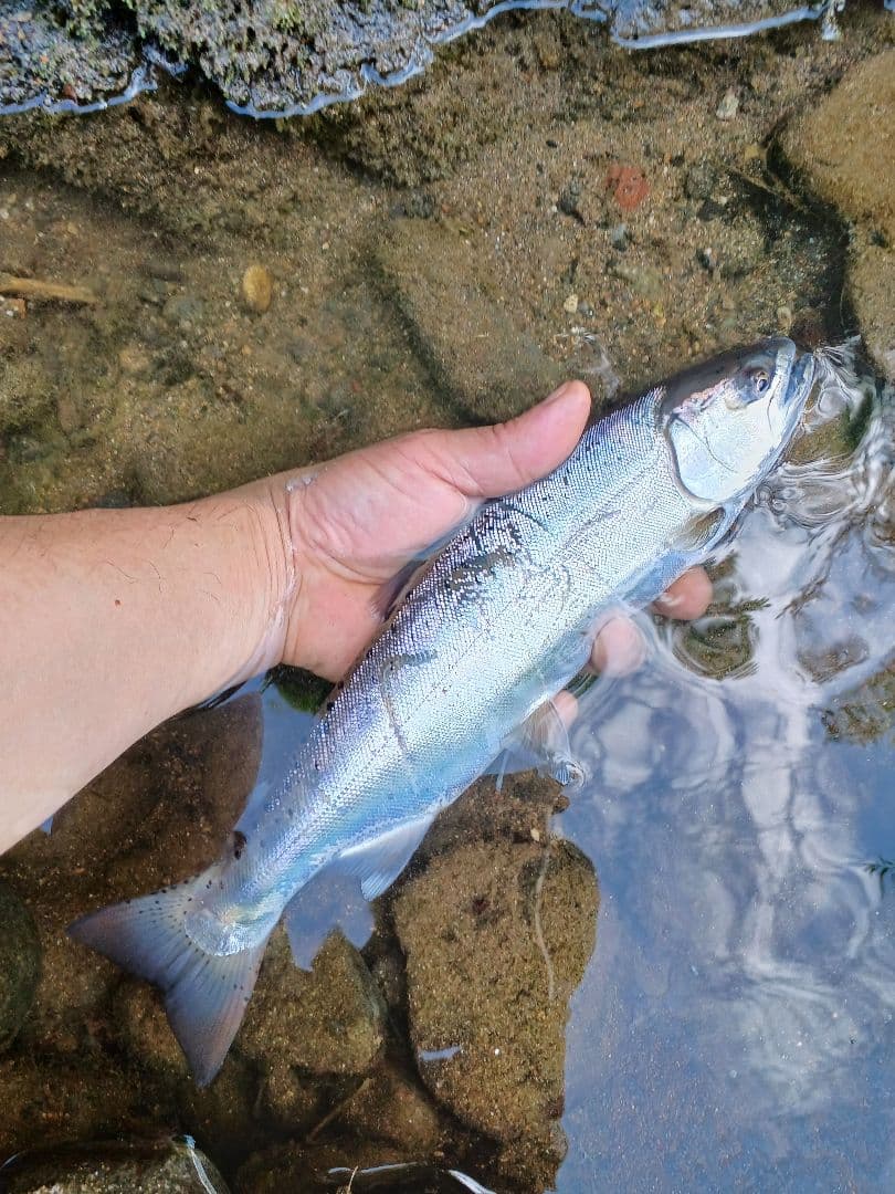 ルビアス　FC　LT2000S-XH