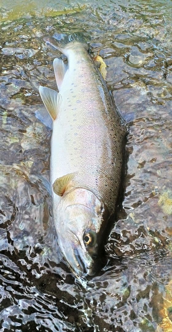 ルビアス　FC　LT2000S-XH