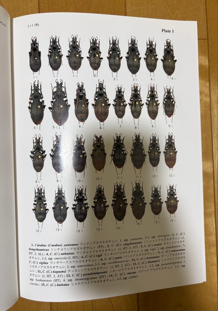 【新品未使用】世界のオサムシ大図鑑（月刊むし・昆虫大図鑑シリーズ2）