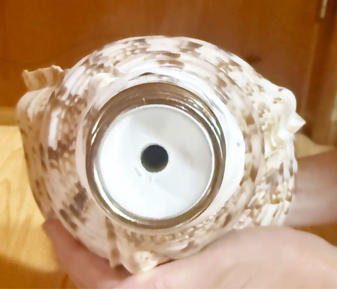 特大42㎝修験道法螺貝　山伏　密教　魔除け　熊よけ ❣️ホラガイ ほら貝