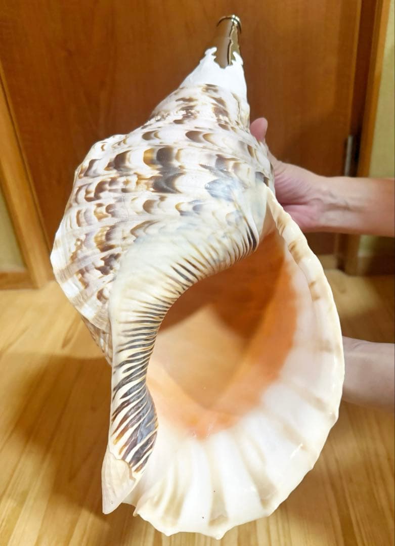 特大42㎝修験道法螺貝　山伏　密教　魔除け　熊よけ ❣️ホラガイ ほら貝