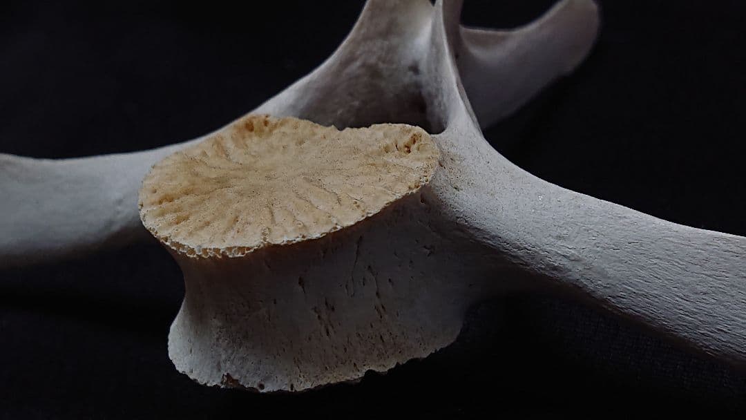 【希少】イルカの骨 美品_7