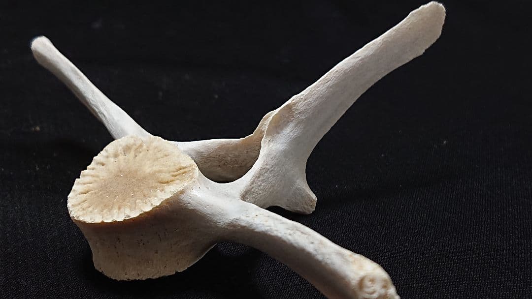【希少】イルカの骨 美品_7