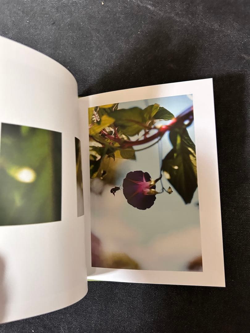 【サイン入りプリント付】 テリ・ワイフェンバック Some Insects