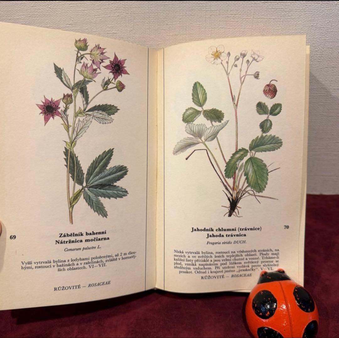 129①チェコ植物図鑑　2冊セット　洋書古書　ジャンクジャーナル　ボタンニカル