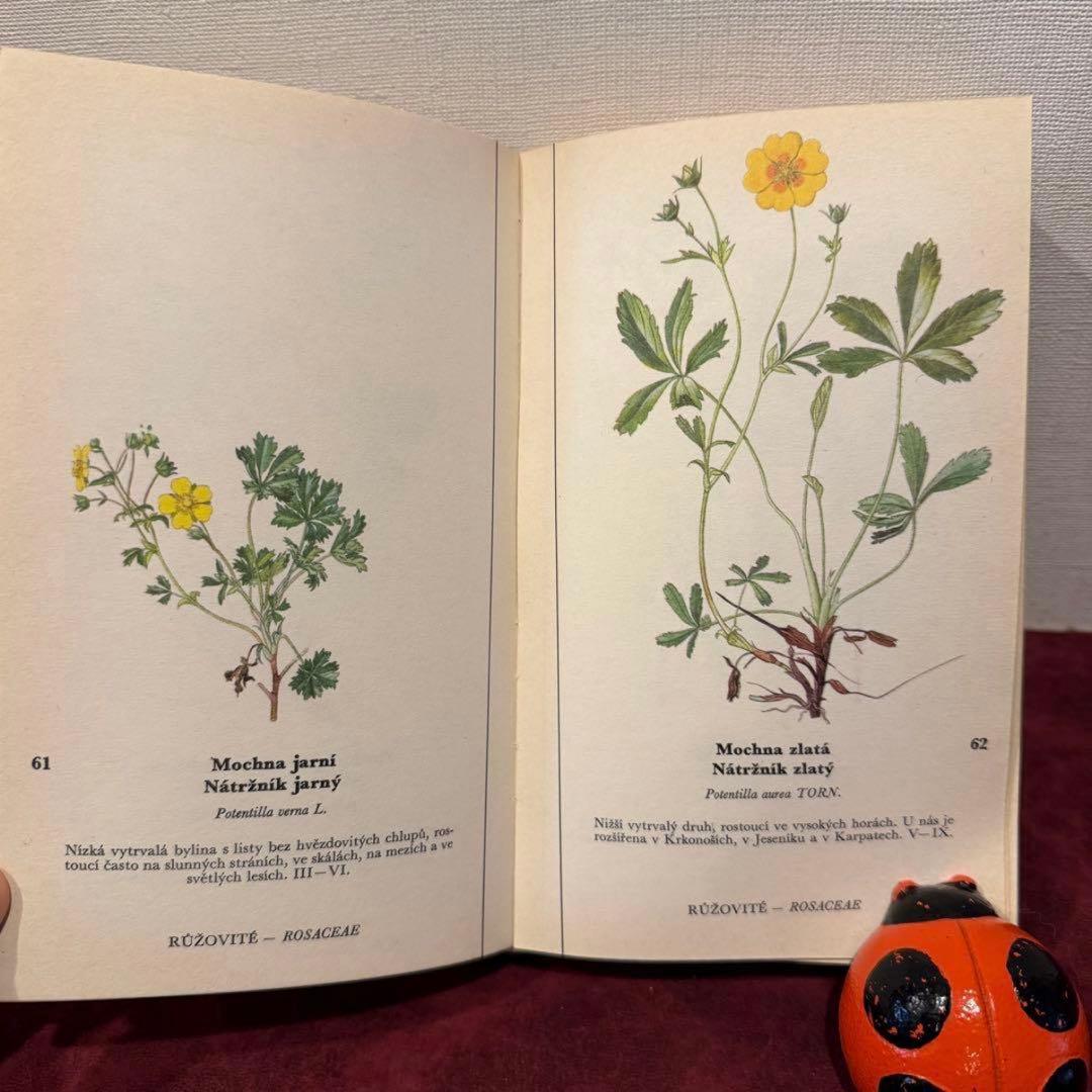 129①チェコ植物図鑑　2冊セット　洋書古書　ジャンクジャーナル　ボタンニカル