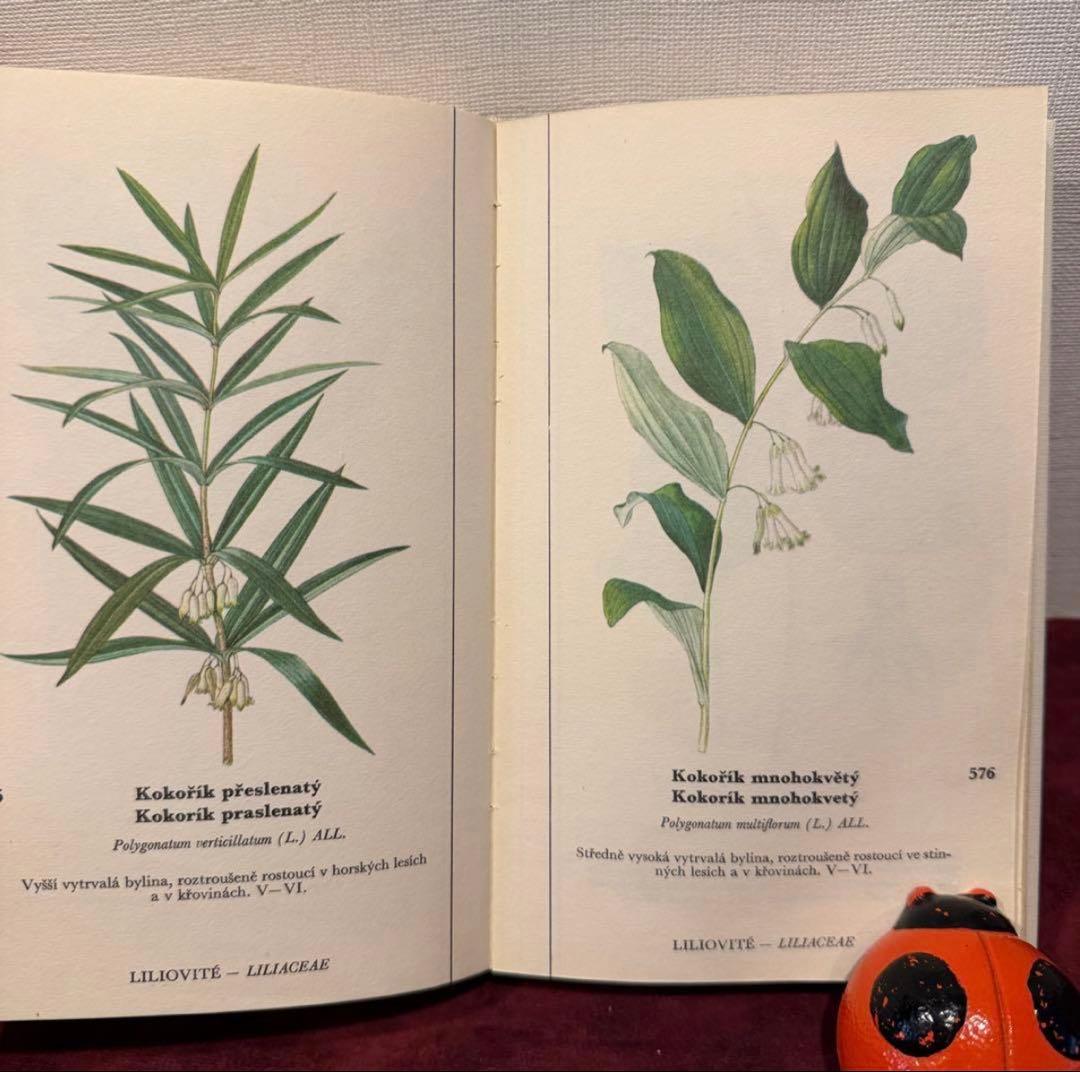 129①チェコ植物図鑑　2冊セット　洋書古書　ジャンクジャーナル　ボタンニカル