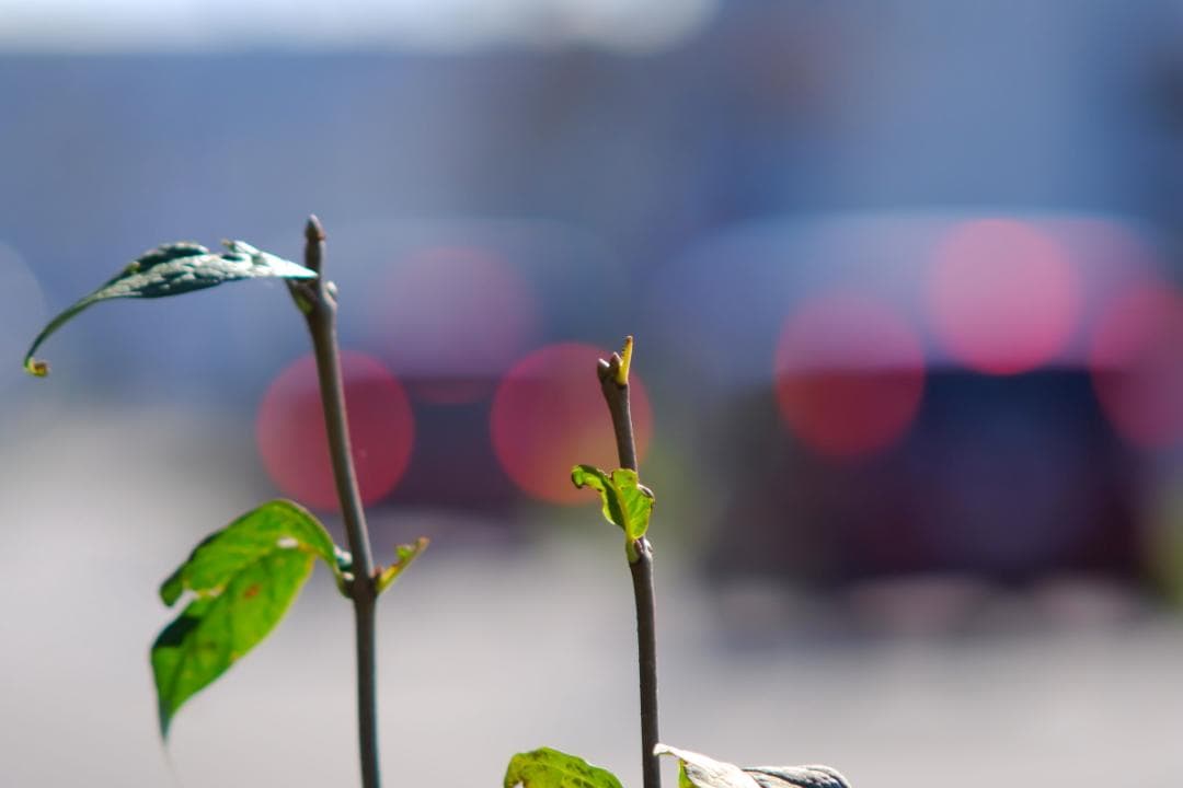 PENTAX Tele-Takumar 200mm F5.6 円形ボケの10枚羽