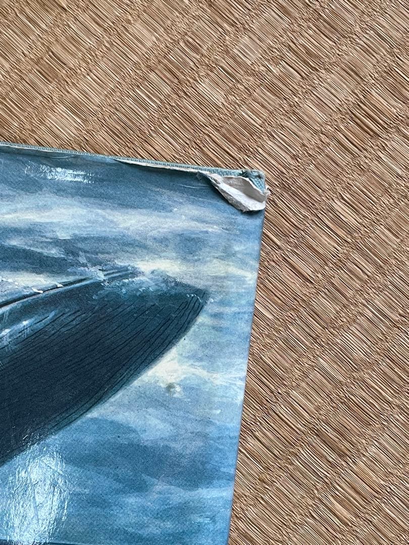 洋書　貴重！クジラとイルカに関する図鑑　アンソニー・R・マーティン博士