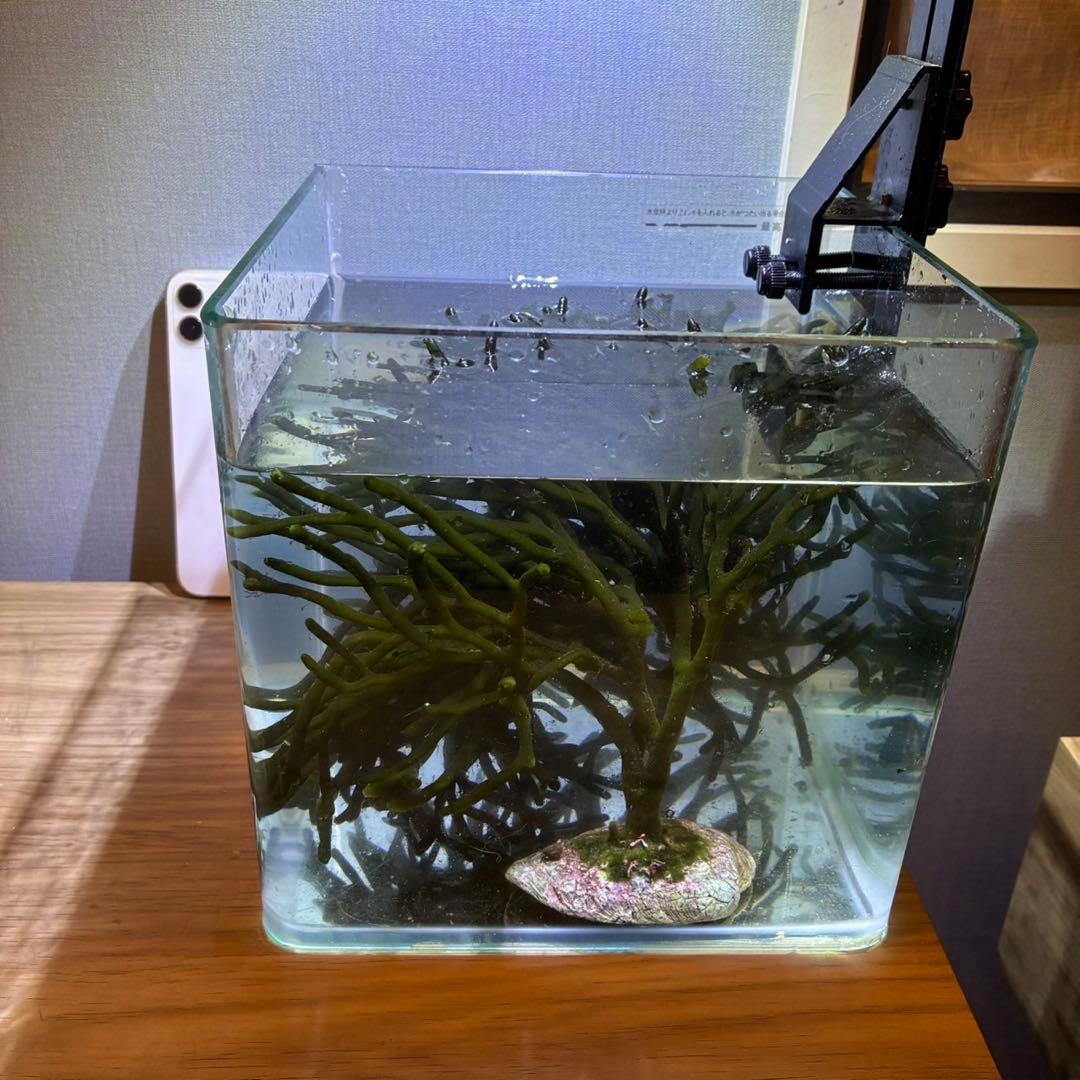 石付き！ミル　海藻　岩付き　ライブロック