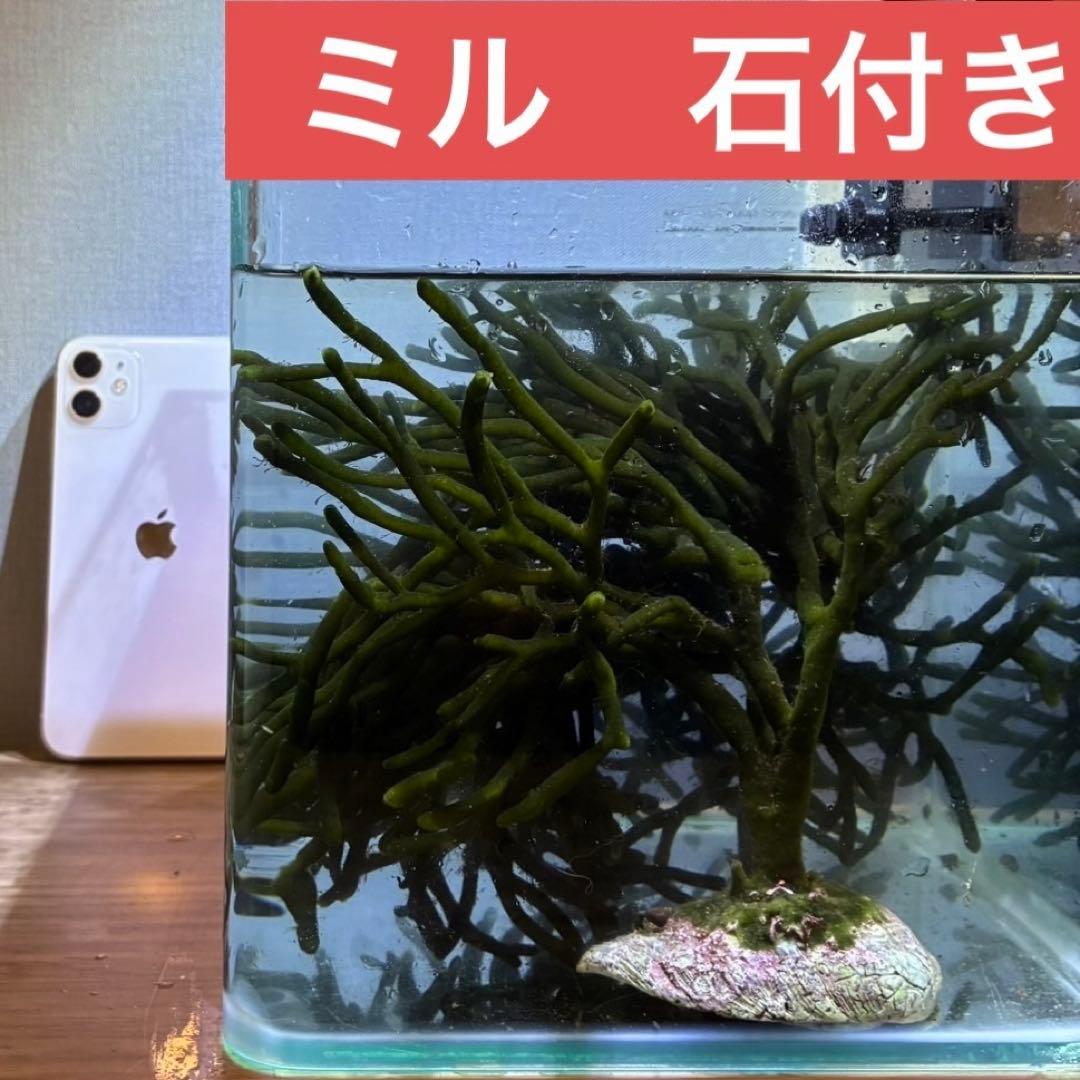 石付き！ミル　海藻　岩付き　ライブロック