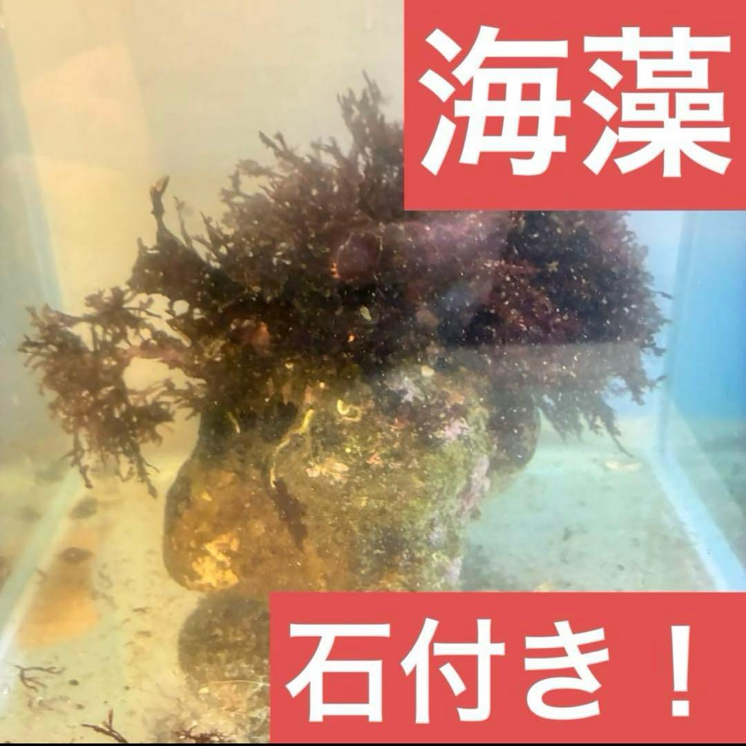 石付き！ミル　海藻　岩付き　ライブロック