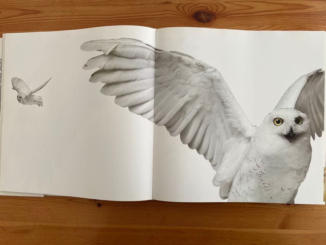 Bird / Andrew Zuckerman 大型本